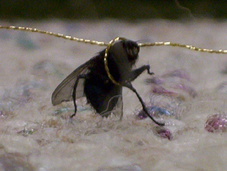 paulthefly.jpg